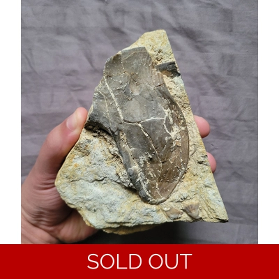 Ultra Rare Colossal Isotelus Trilobite Fossil Mouth Plate From Oklahoma